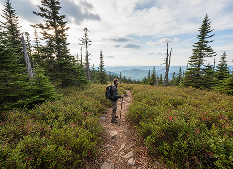 Spruce Knob Huckleberry Trail